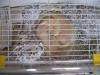 Ferrets_7.jpg