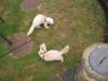 Ferrets_8.jpg